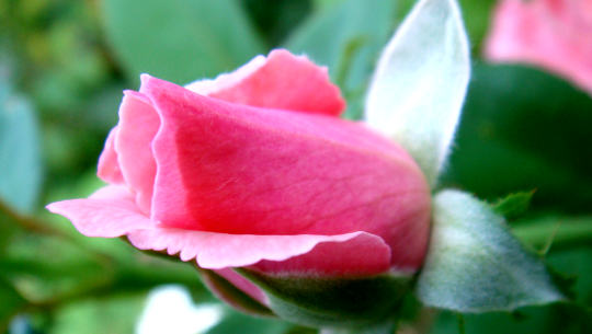 The Merits of Focusing on the Bright Side The Merits of Focusing on the Bright Side